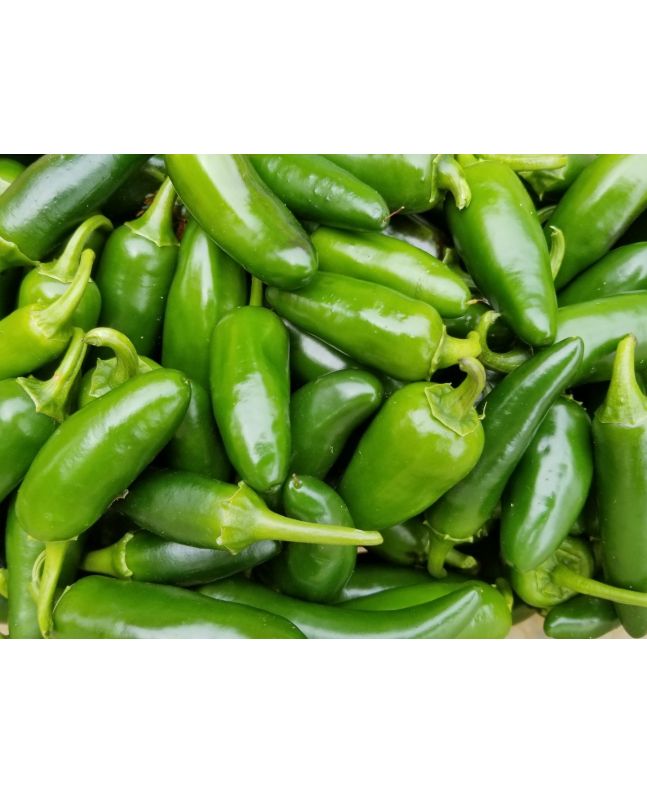 Pepper HOT 'Jalapeno' Plant 