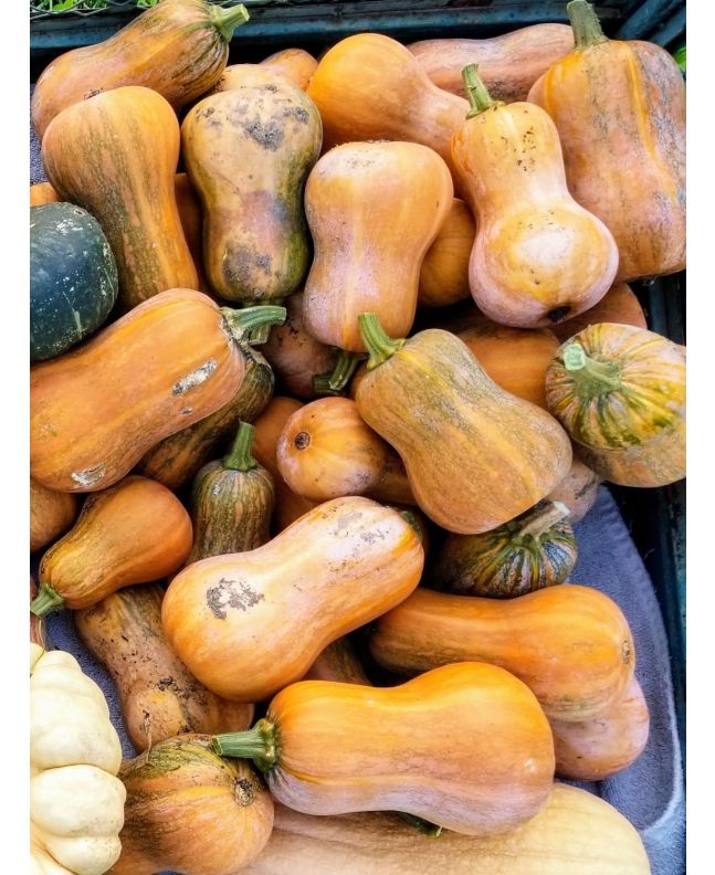 Butternut Squash 'Honeynut' 