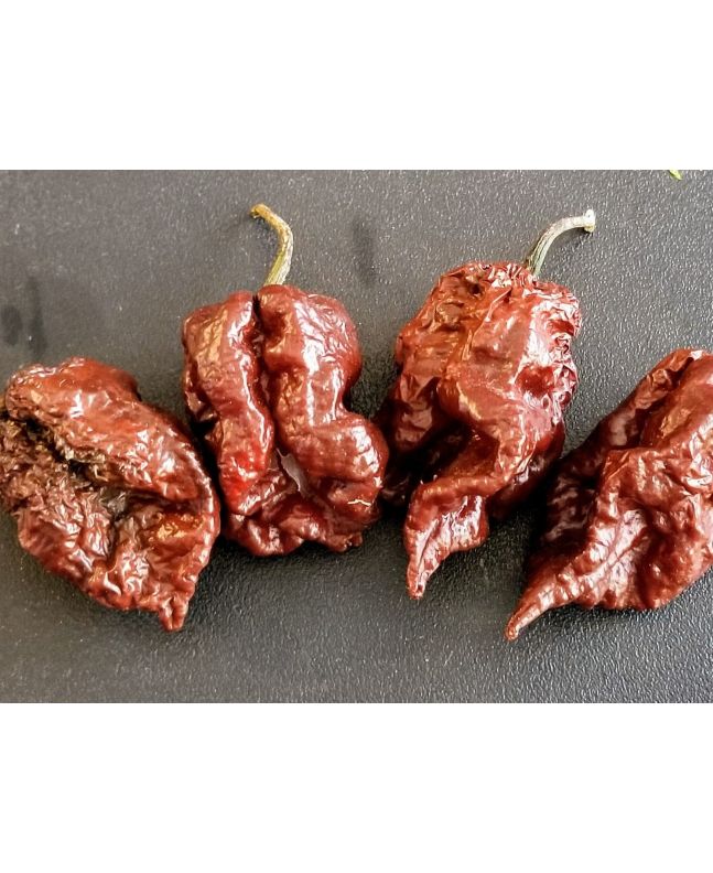 Hot Pepper ‘BBG7 x Srtsl Chocolate’ 