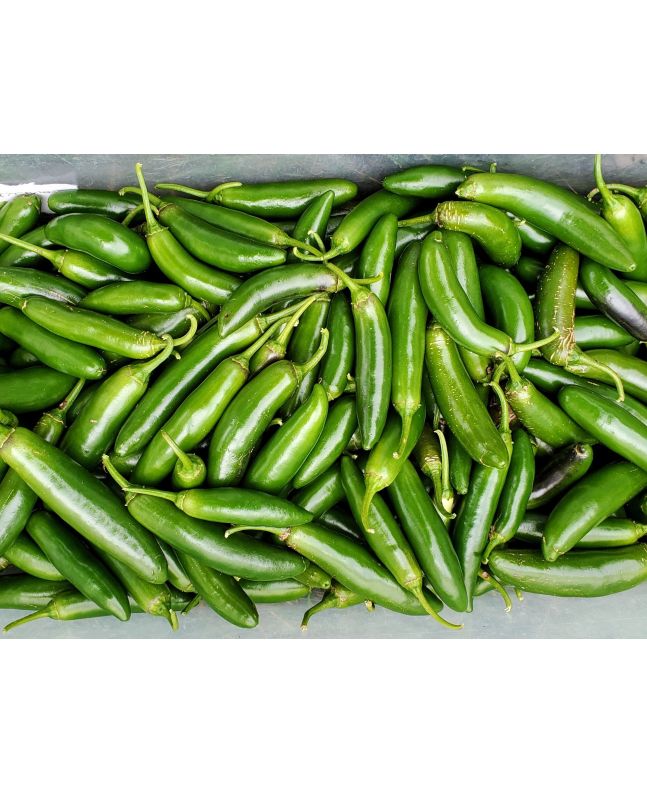 Pepper HOT 'Serrano' Plant