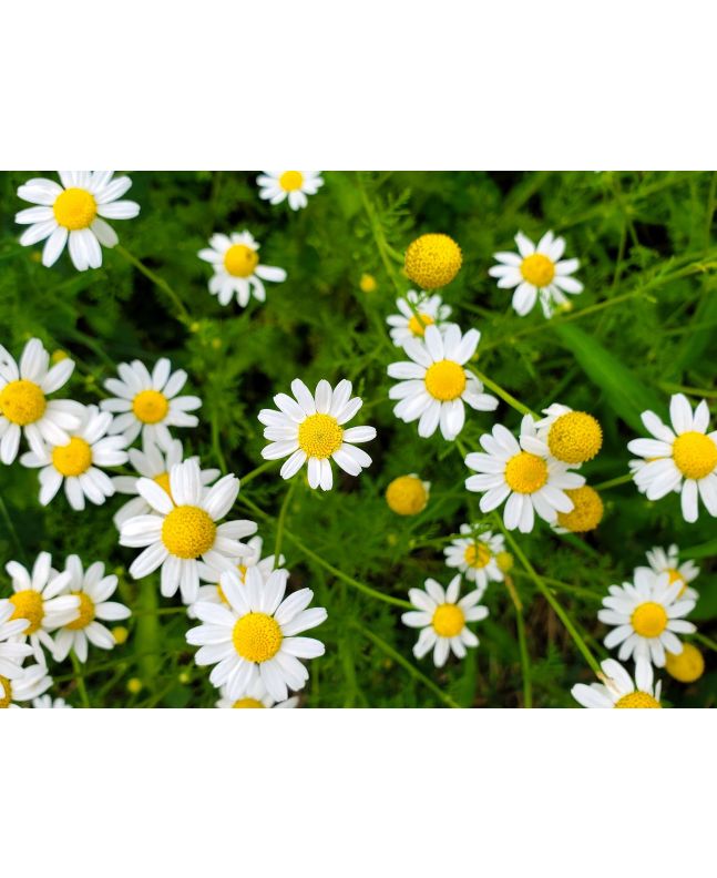 German Chamomile Seeds (Certified Organic)