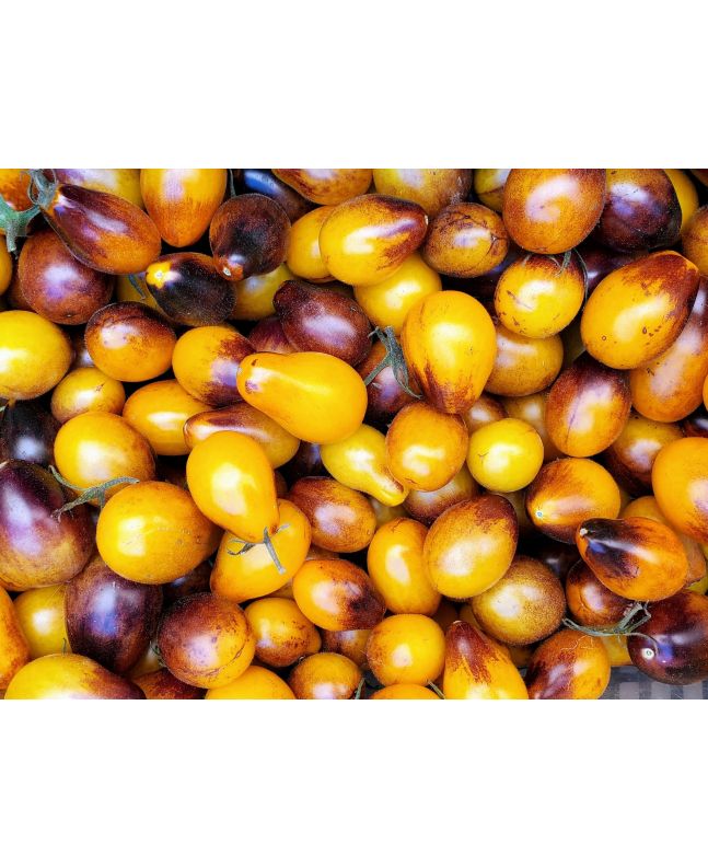 Tomato 'Indigo Pear Drops' Seeds (Certified Organic)