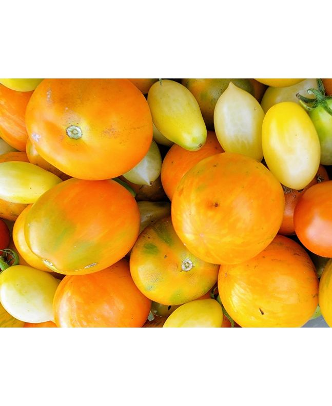 Tomato 'Apricot Zebra' Seeds (Certified Organic)