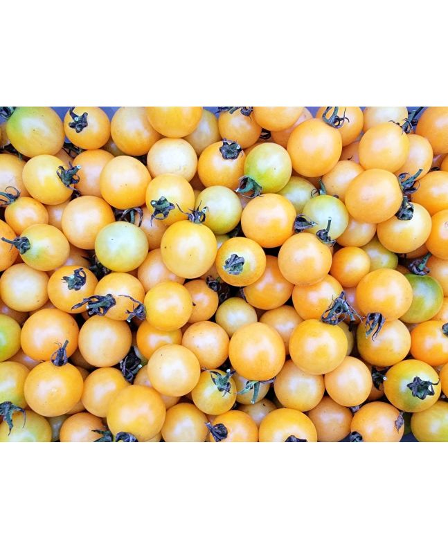 Tomato 'Honeydrop' Plant 