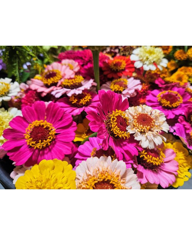 Zinnia 'Candy Mix' Seeds (Certified Organic)