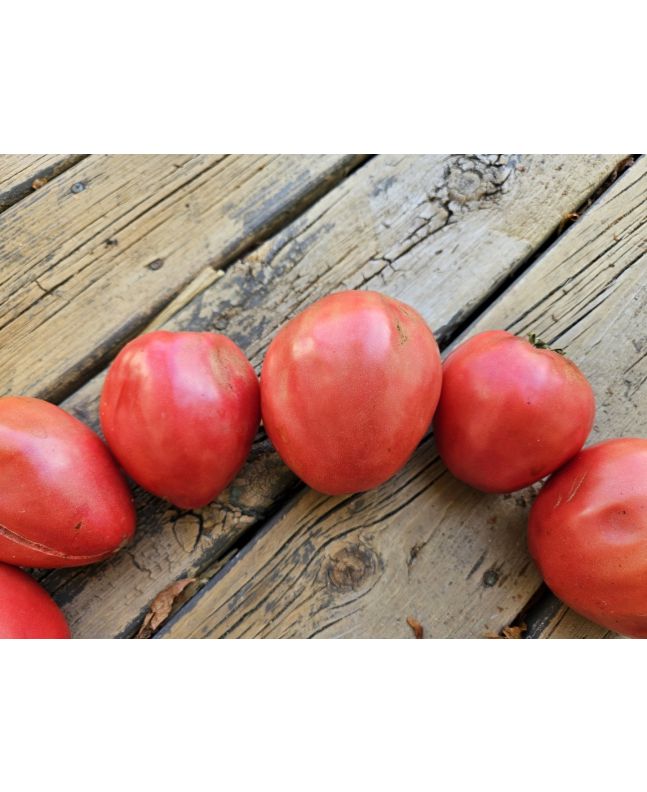 Tomato 'New Zealand Pink Paste' Seeds (Certified Organic)