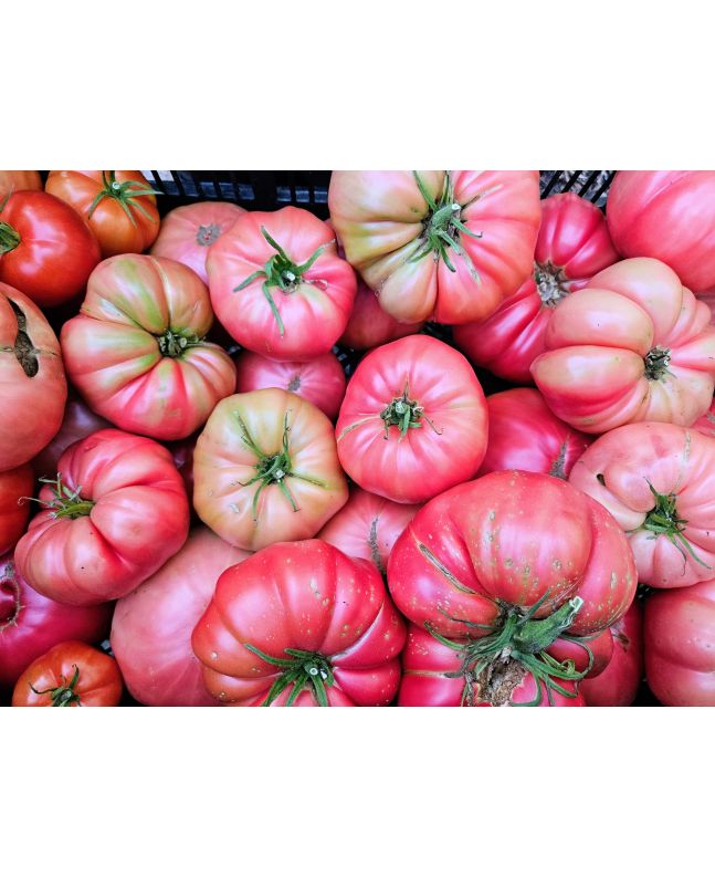 Tomato 'Bear Claw' Plant 