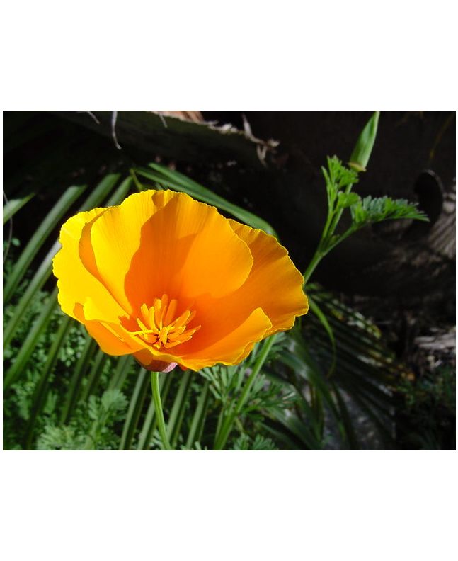 California Orange Poppy