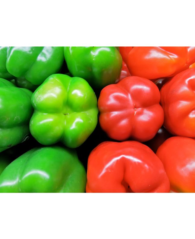Bell Pepper 'California Wonder'