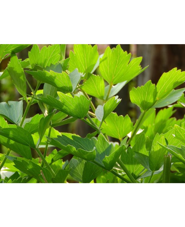 Lovage