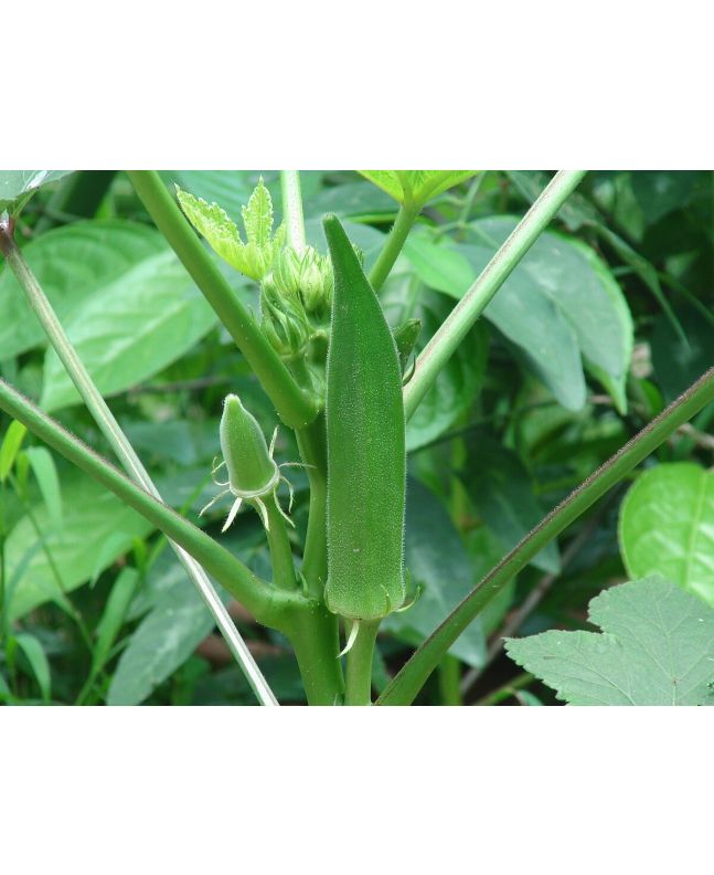 Okra 'Emerald' Seeds (Certified Organic)