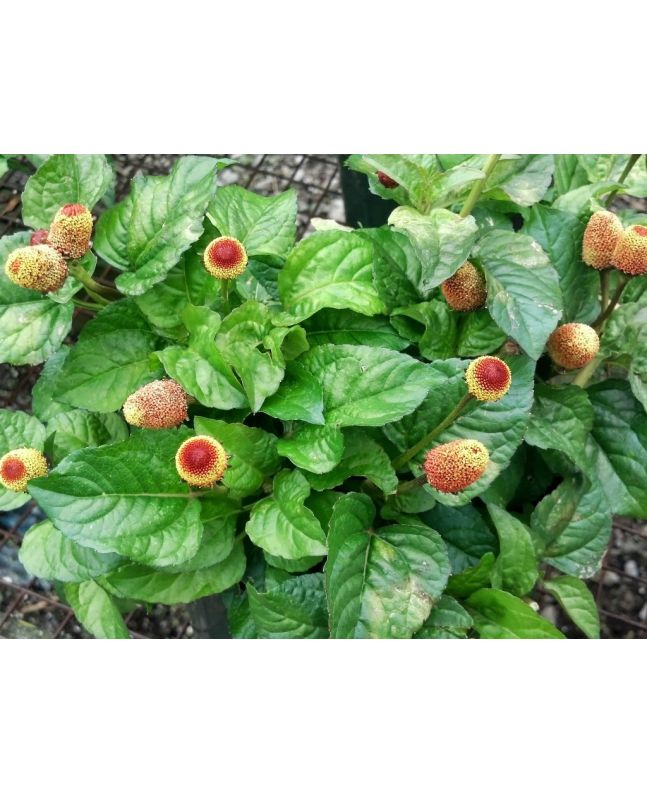 Eyeball/Toothache Plant