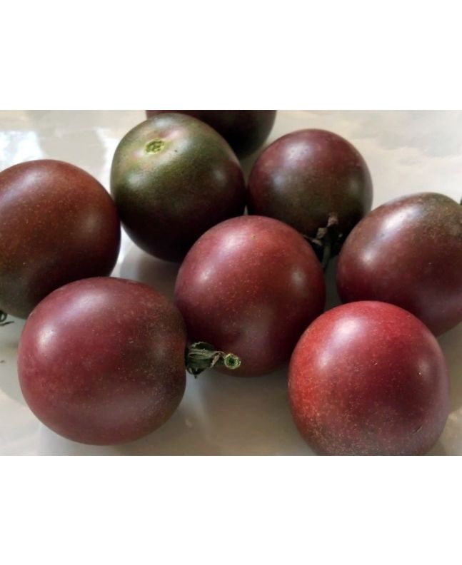 Tomato 'Chocolate Cherry' Plant