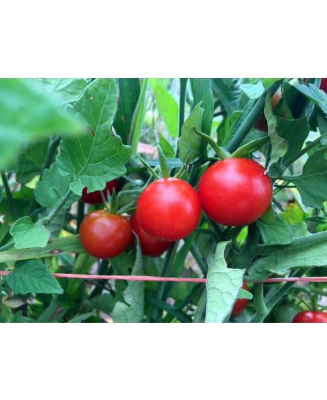 Tomato 'Remy Rouge' Plant (4" Pot, single)