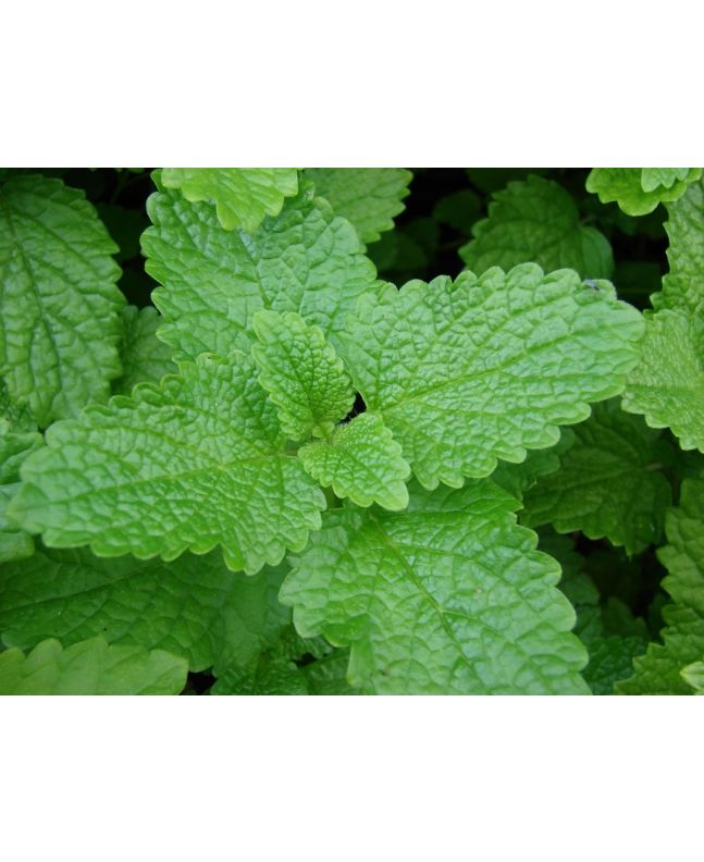 Herb 'Lemon Balm' Plant (4" Pot)