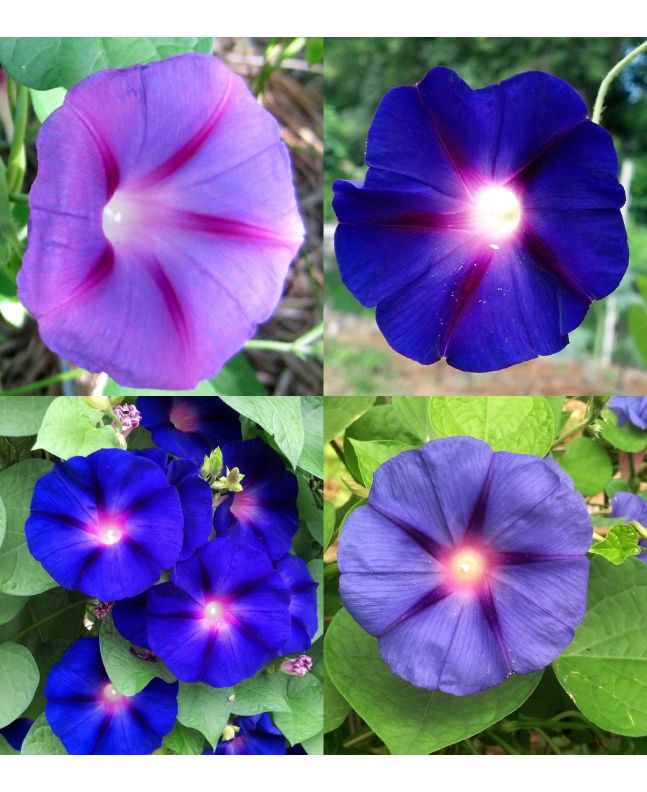 Morning Glory ‘Purple Mix’