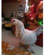 3D Printed T-Rex Dinosaur Arms for Chickens and Roosters 