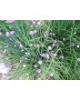 Chives, Common