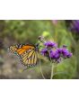 New York Ironweed