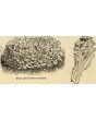 Endive 'Broad-leaved Batavian' 