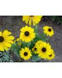 Black-Eyed Susan 'Indian Summer' 