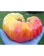 Tomato 'Gold Medal'