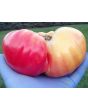 Tomato 'Gold Medal'