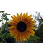 Sunflower 'Autumn Beauty' 
