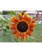 Sunflower 'Autumn Beauty' 