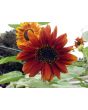 Sunflower 'Autumn Beauty' 