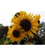 Sunflower 'Autumn Beauty' 