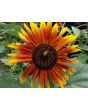 Sunflower 'Autumn Beauty' 