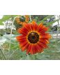 Sunflower 'Autumn Beauty' 