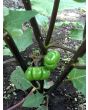 Eggplant 'Pumpkin on a Stick'