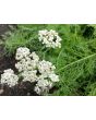 White Yarrow 