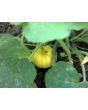 Pumpkin 'Baby Boo' 