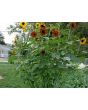 Sunflower 'Autumn Beauty' 
