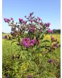New York Ironweed