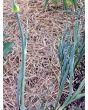 Leek 'Pandora' 