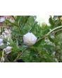 Balloon Flower Mix