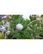 Balloon Flower 'Fairy Snow'
