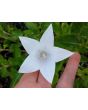 Balloon Flower Mix