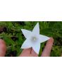 Balloon Flower 'Fairy Snow'