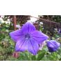 Balloon Flower Mix