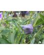 Balloon Flower Mix