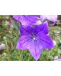 Balloon Flower Mix