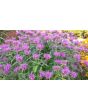 Bee Balm Mix