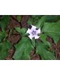 Datura AKA Devil's Trumpet (White w/ Purple Throat)