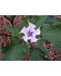 Datura AKA Devil's Trumpet (White w/ Purple Throat)