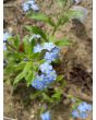 Blue Forget-Me-Not
